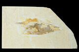 Cretaceous Fossil Soft Bodied Squid - Lebanon #162763-1